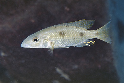 Stigmatochromis pholidophorus 'Chiloelo'